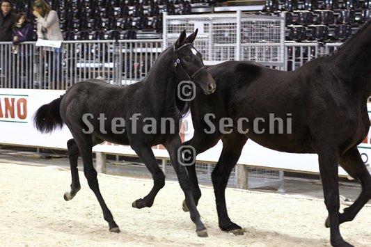 BELLY DANCER_MILANO_2010_SS3_7843.jpg